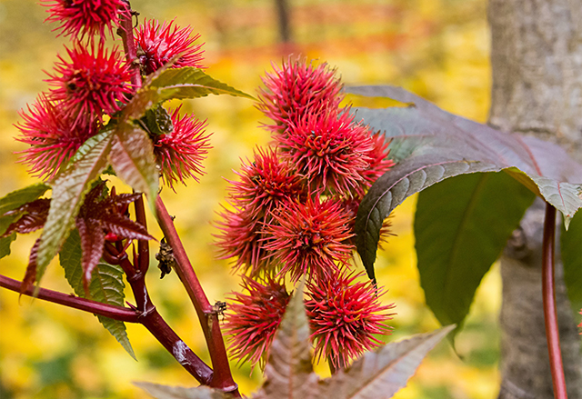 Castor plants used for EcoPaXX&reg; material